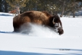 American-Bison;Bison;Bison-bison;Buffalo;Snow;Yellowstone-National-Park;Yellowst