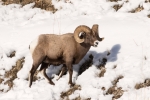 Bighorn-Sheep;Forage;Mountains;Ovis-canadensis;Sheep;Snow;Wild-Animal;Winter;Win