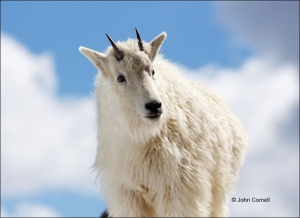 Mountain-Goat;Rocky-Mountain-Goat;Oreamnos-americanus;Yearling;One;one-animal;ou