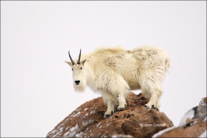 Mountain-Goat;Rocky-Mountain-Goat;Oreamnos-americanus;One;one-animal;outdoors;ou