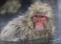 Japanese-Macaque;Snow-Monkey;Macaca-fuscata;Japanese-Snow-Monkey;Nihon-zaru