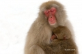 Japan;Japanese-Macaque;Japanese-Snow-Monkey;Snow-Monkey;Macaca-fuscata;Narita;on