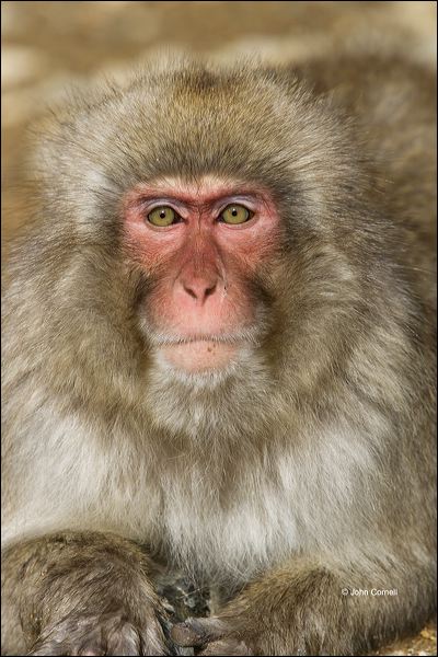 Japanese Macaque;Snow Monkey;Macaca fuscata;Japanese Snow Monkey;Nihon-zaru