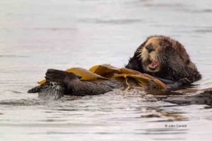 Enhydra-lutris;Feeding-Behavior;Sea-Otter;feeding
