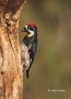 Acorn-Woodpecker;Woodpecker;Melanerpes-formicivorus;One;one-animal;avifauna;bird