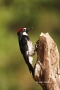 Acorn_Woodpecker