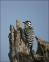 Ladder-backed-Woodpecker;Woodpecker;Texas;Southwest-USA;Picoides-scalaris;one-an