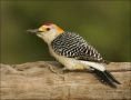 Golden-fronted-Woodpecker;Woodpecker;Southwest-USA;Texas;Male;Melanerpes-aurifro
