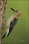 Golden-fronted-Woodpecker;Woodpecker;Southwest-USA;Texas;Male;Melanerpes-aurifro