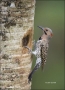 Northern-Flicker;Flicker;Nest-Hole;Male;Florida;Southeast-USA;Colaptes-auratus;o