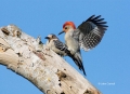 Woodpecker;Melanerpes-carolinus;Red-bellied-Woodpecker;Pair-of-Birds;aerie;eyrie