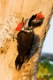 Woodpecker;Dryocopus-pileatus;Pileated-Woodpecker;Pair-of-Birds;aerie;eyrie;home