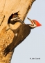 Woodpecker;Dryocopus-pileatus;portrait;Two-animals;close-up;color-image;photogra