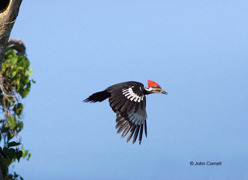 Woodpecker;Dryocopus pileatus;Pileated Woodpecker;Flying bird;action;aloft;behavior;flight;fly;flying;soar;wing;winged;wings;one animal;Color Image;Photography;Birds;Animals in the Wild;Flight;Action;Active;in flight;motion;movement;soaring